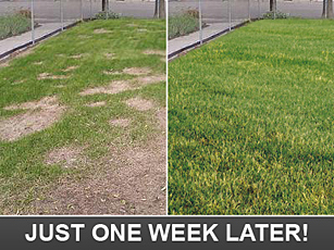 just one week later and your lawn is green